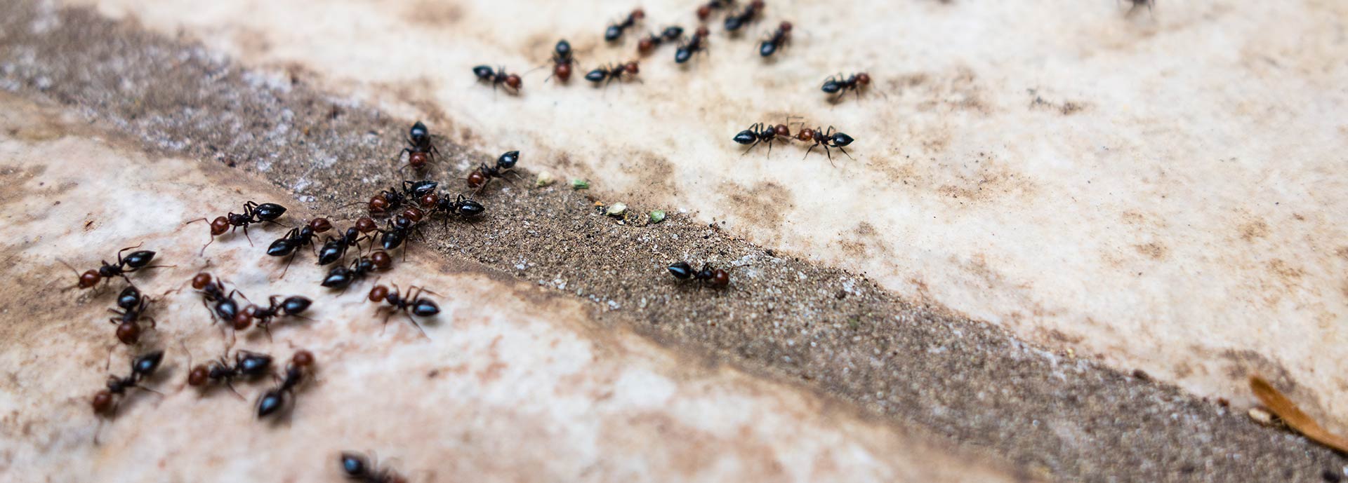 Ameisenbekämpfung