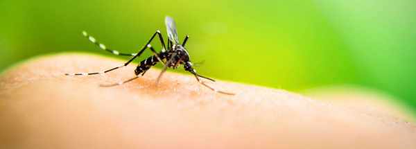 Fliegen- & Mückenbekämpfung